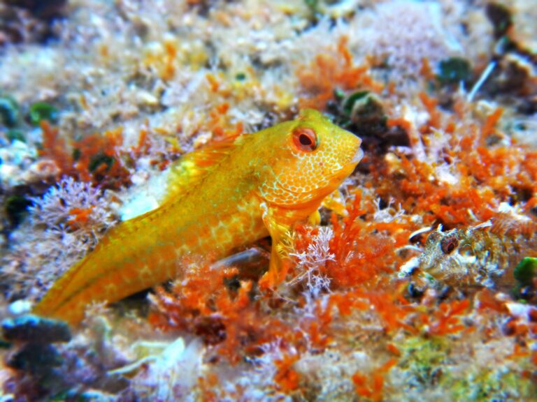 Peixos Ossis Espècies Marines del Mediterrani