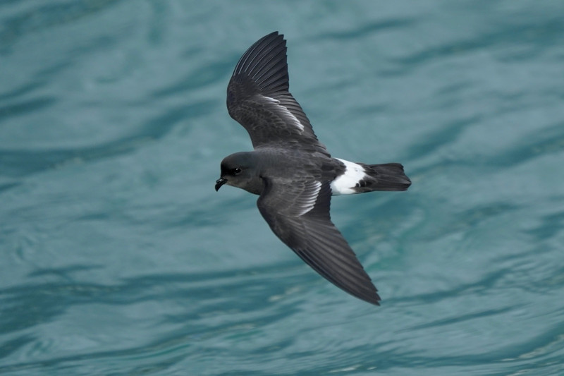 Hydrobates pelagicus