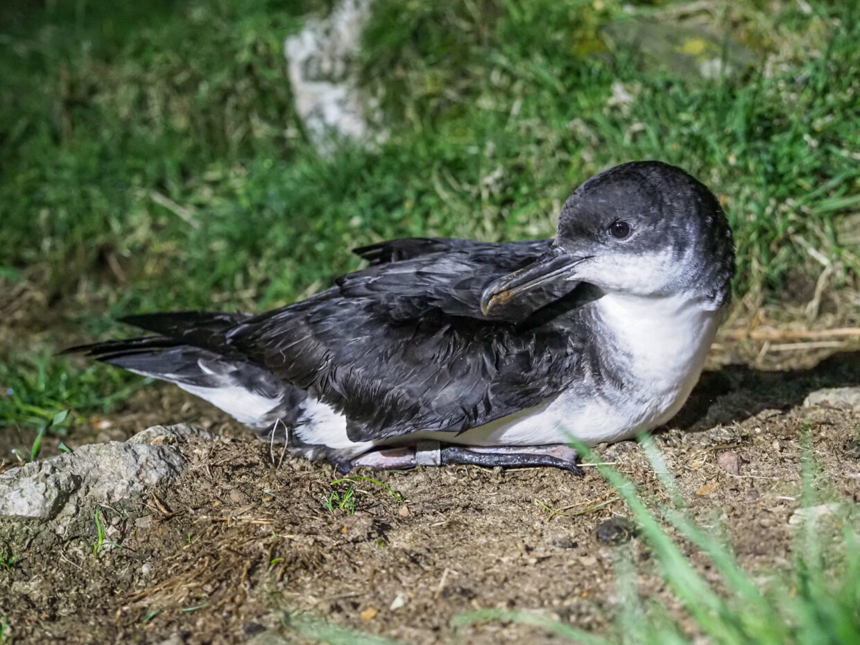 Puffinus puffinus