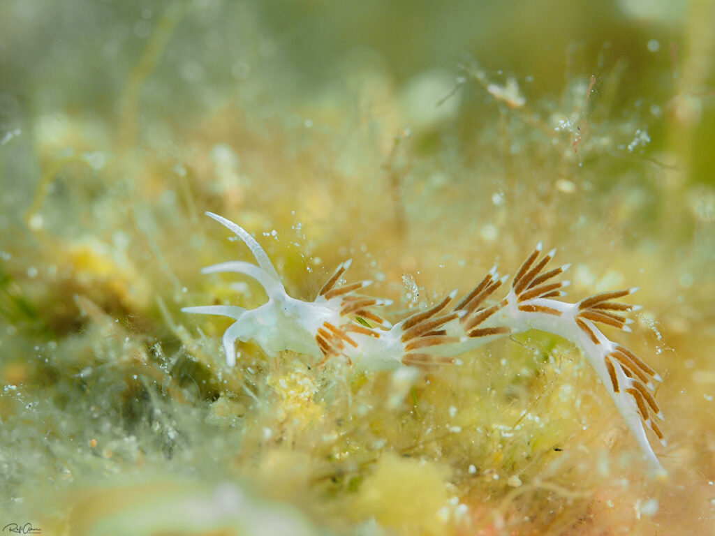 paraflabellina gabinierei