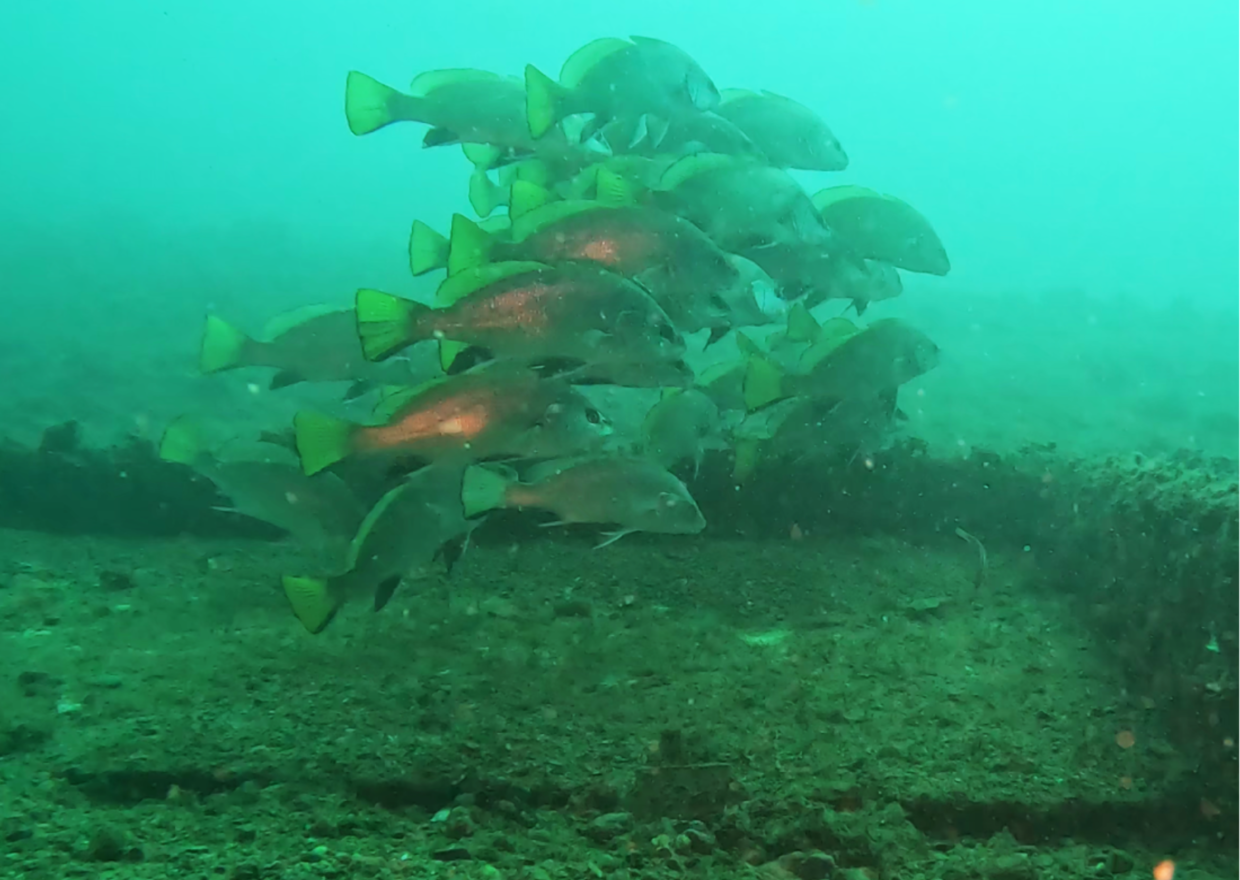 Sciaena umbra, corball