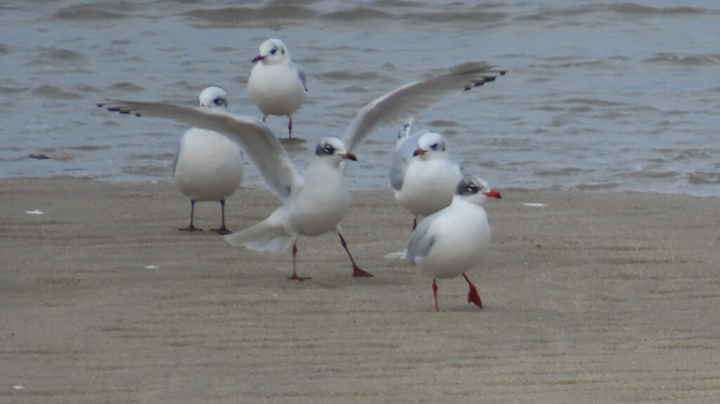 ichthyaetus melanocephalus