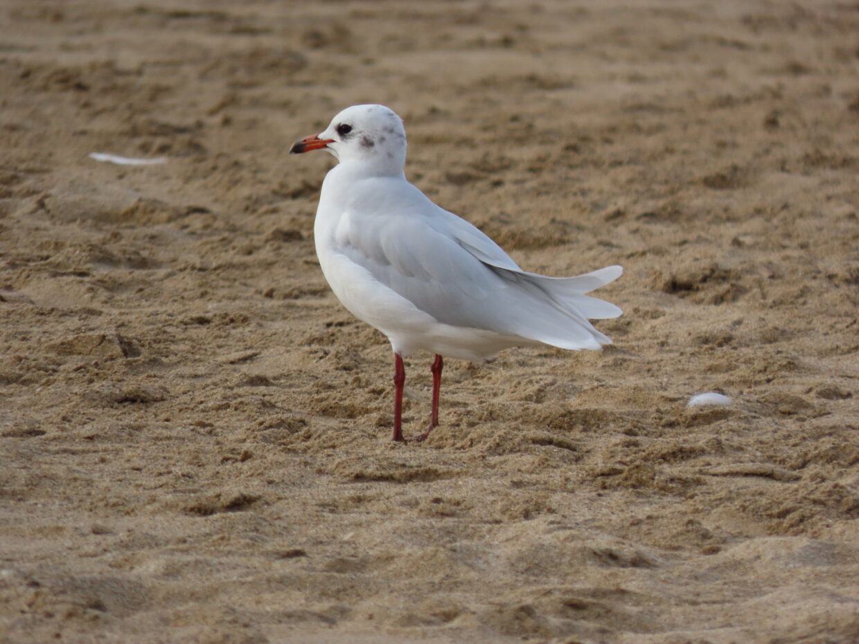 ichthyaetus melanocephalus