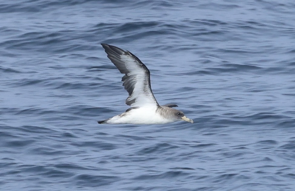calonectris borealis | Baldriga cendrosa