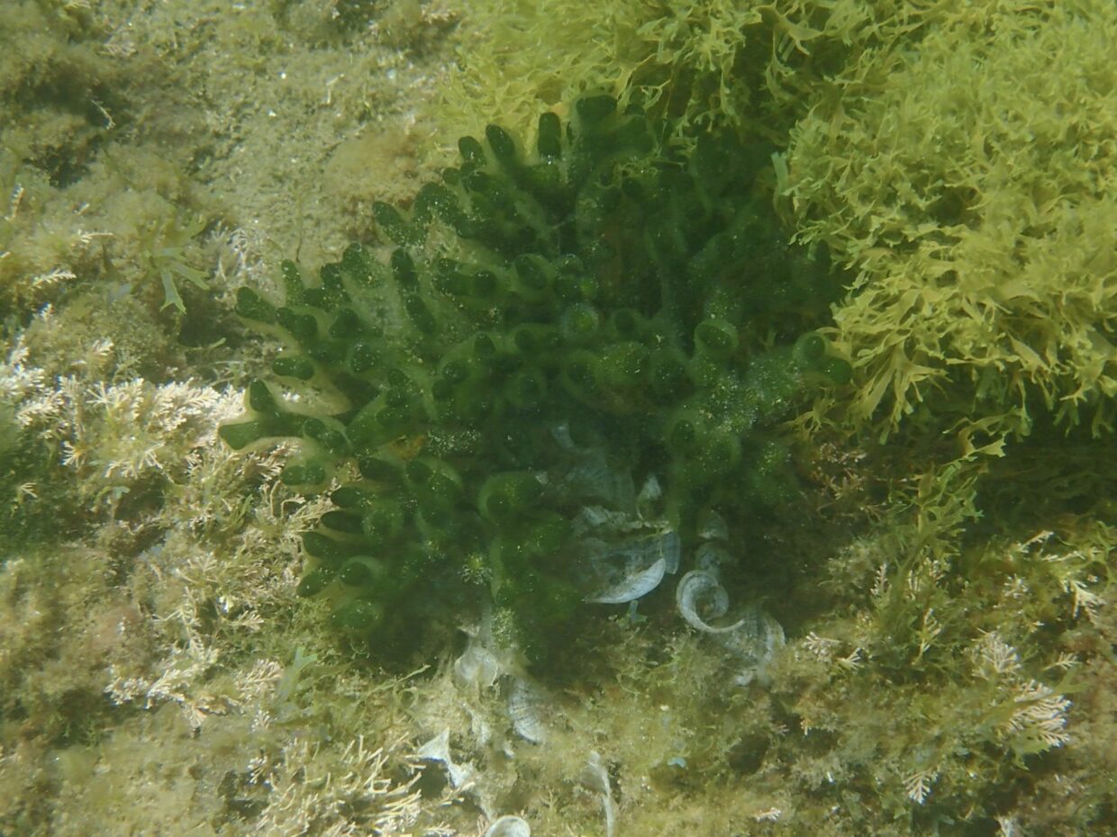 codium vermilara
