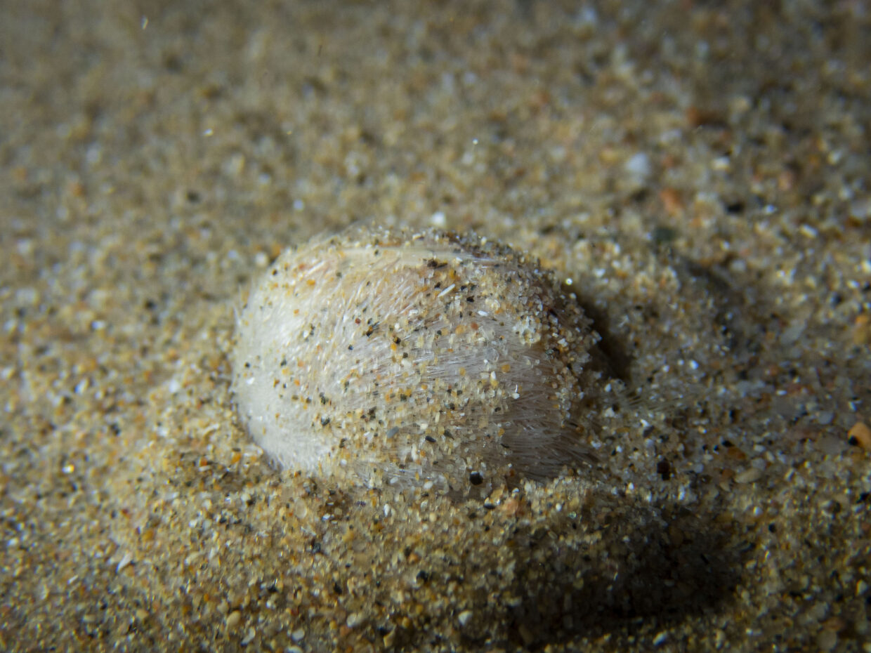 ECHINOCARDIUM CORDATUM | ERIÇÓ RATOLÍ