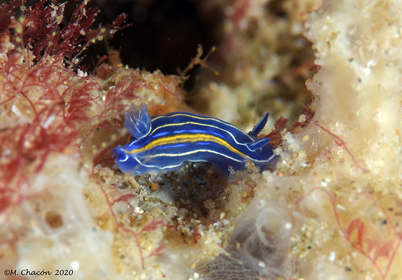 felimare villafranca