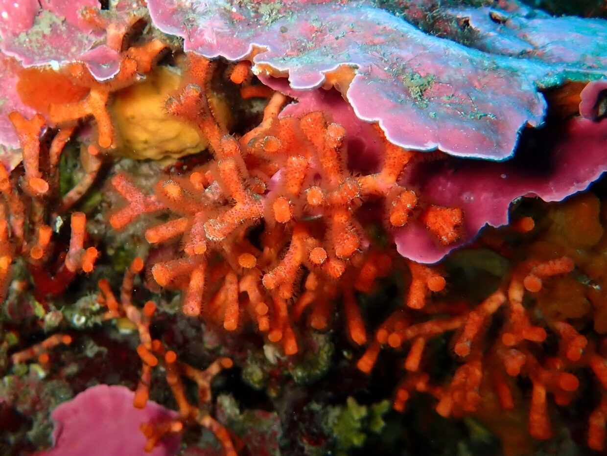 myriapora truncata, fals corall