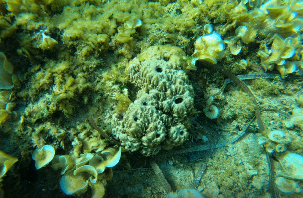 sarcotragus fasciculatus