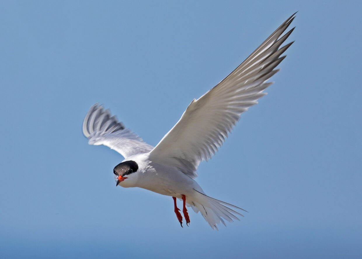 sterna hirundo