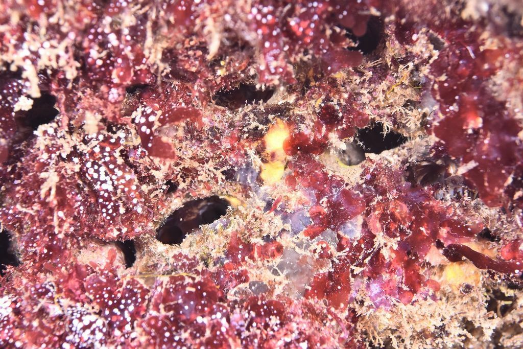 rhodymenia ardissoney