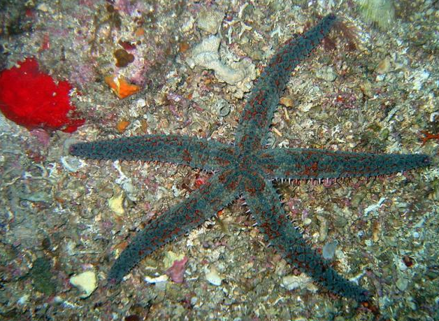 Estrella de mar marthasterias glacialis