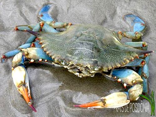 Cranc invasiu callinectes sapidus