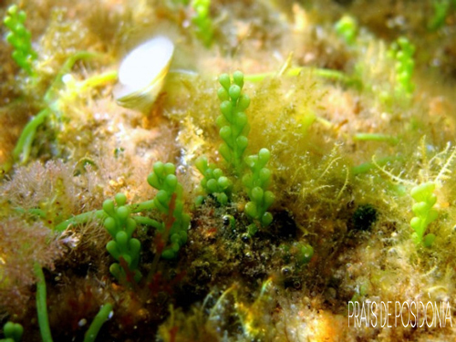 alga verda invasora caulerpa cylindracea