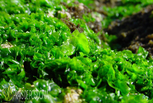 Algues verdes enciam de mar ulva rigida
