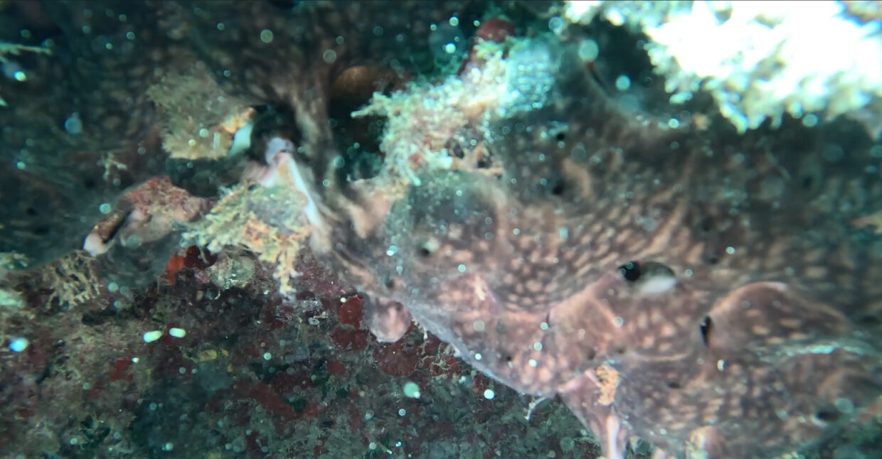 chondrosia reniformis, patata de mar, ronyó de mar, esponja de cuir