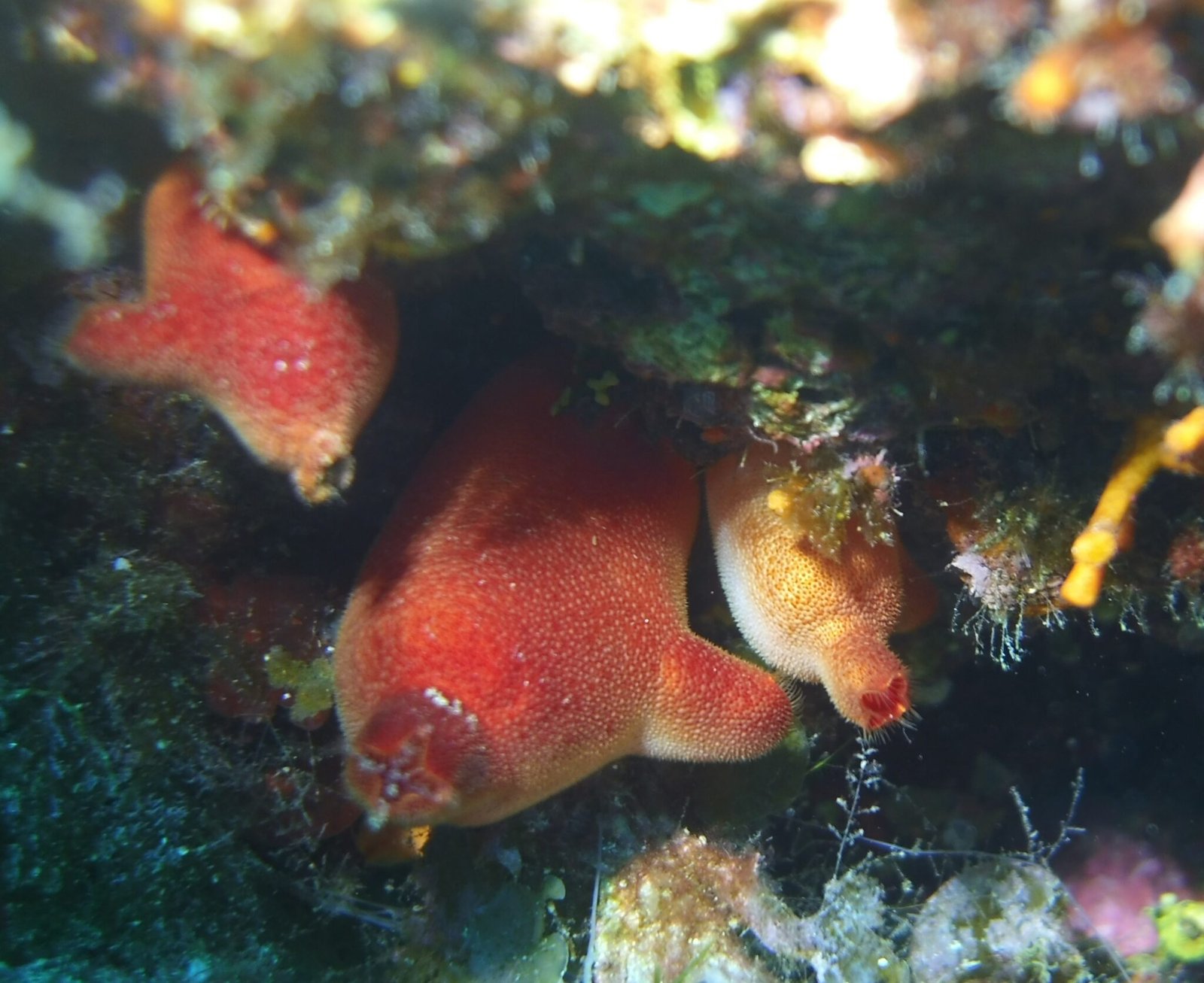 Halocynthia papillosa | Ascidi roig | Espècies Marines del Mediterrani
