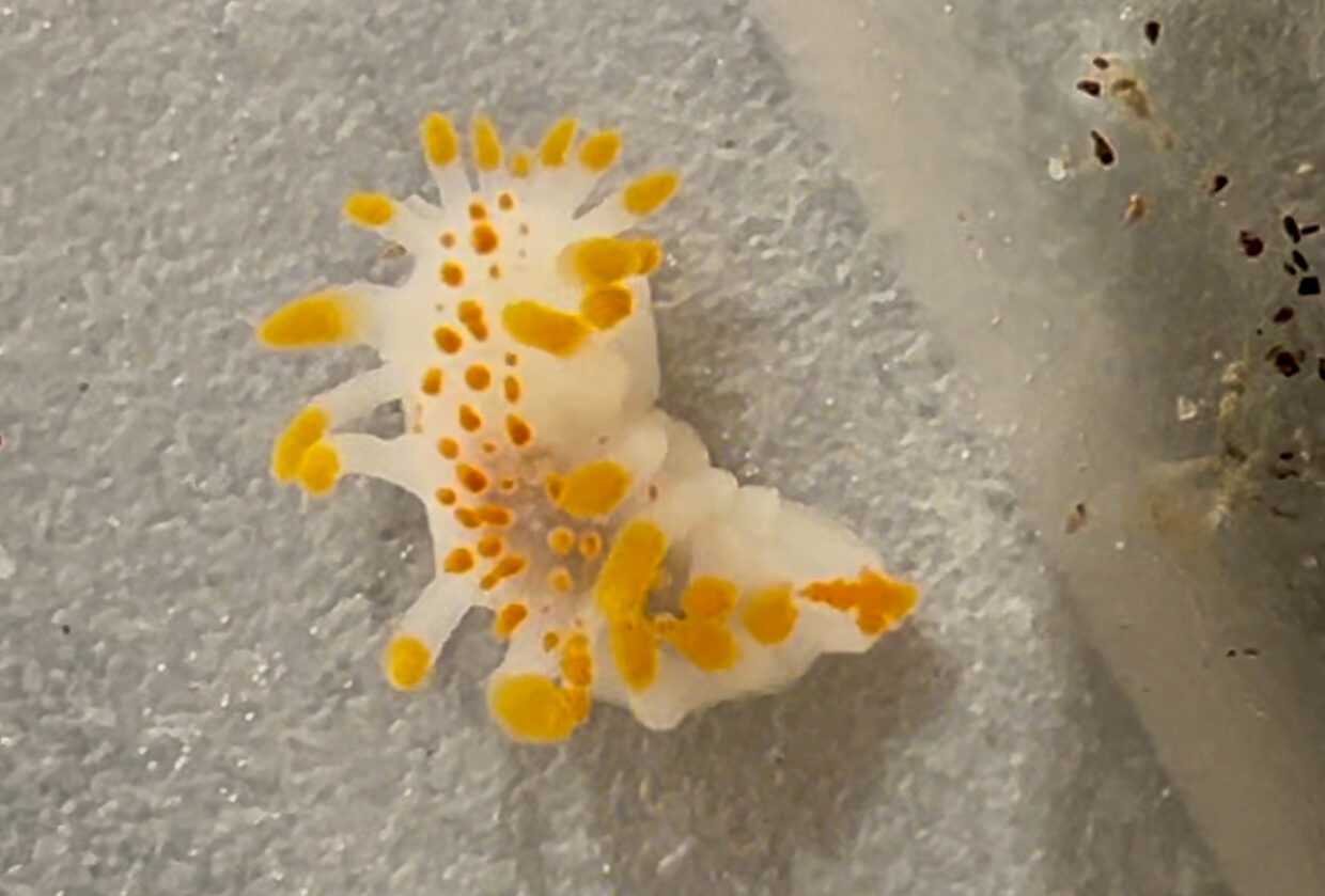 limacia-clavigera